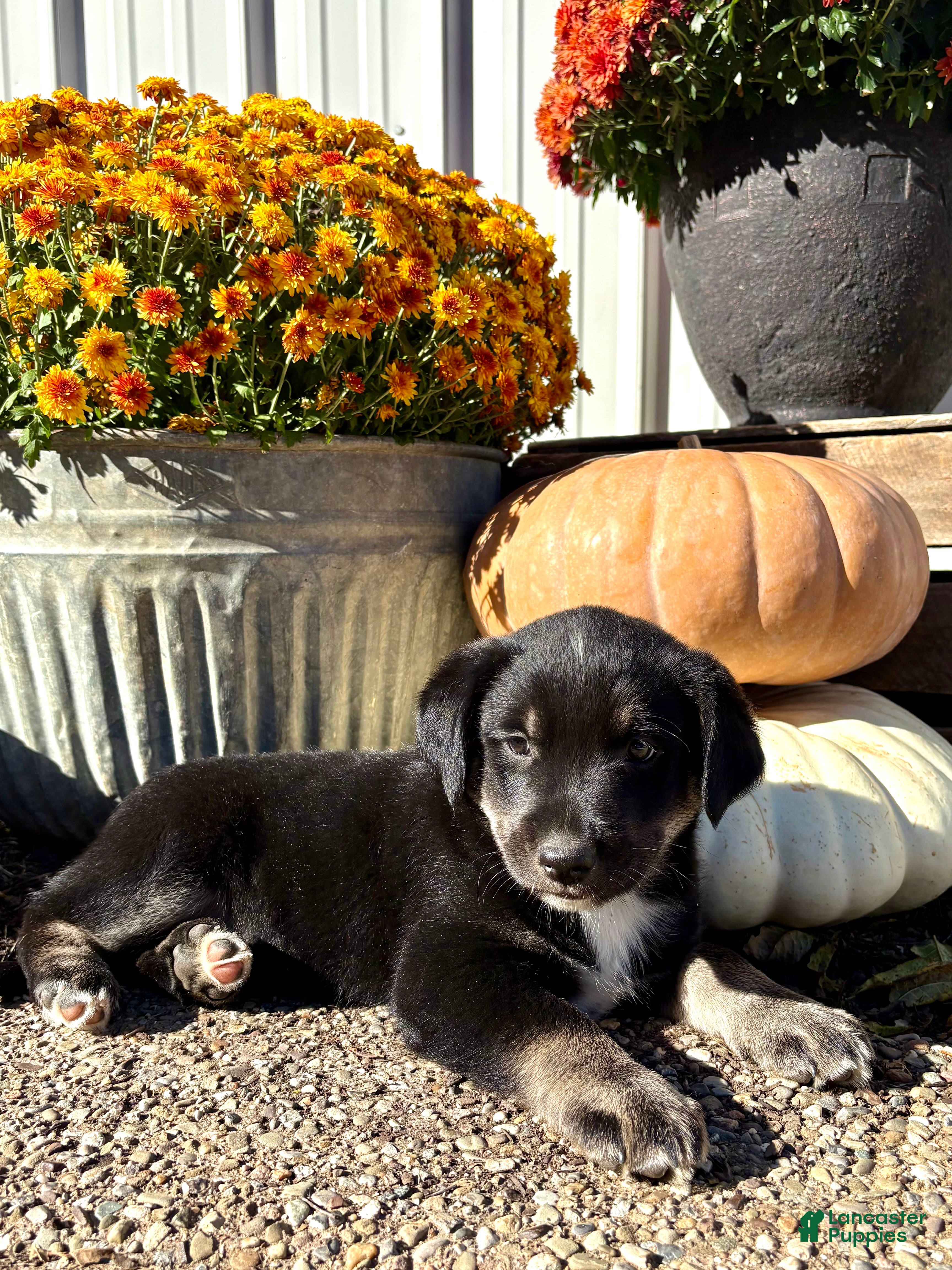 Mixed Breed dogs Mixed Breed 1 - Ad 1