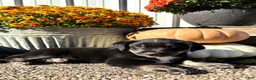 Mixed Breed dogs for sale: Mixed Breed 1 - Ad 1