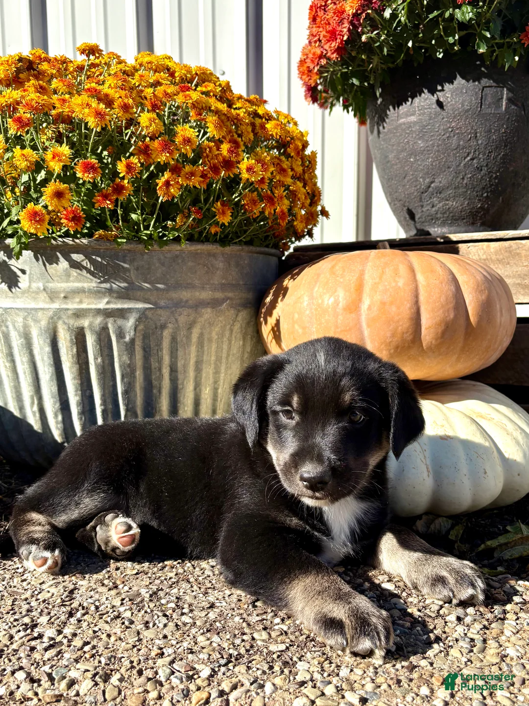 Mixed Breed dogs for sale: Mixed Breed 1 - Ad 1