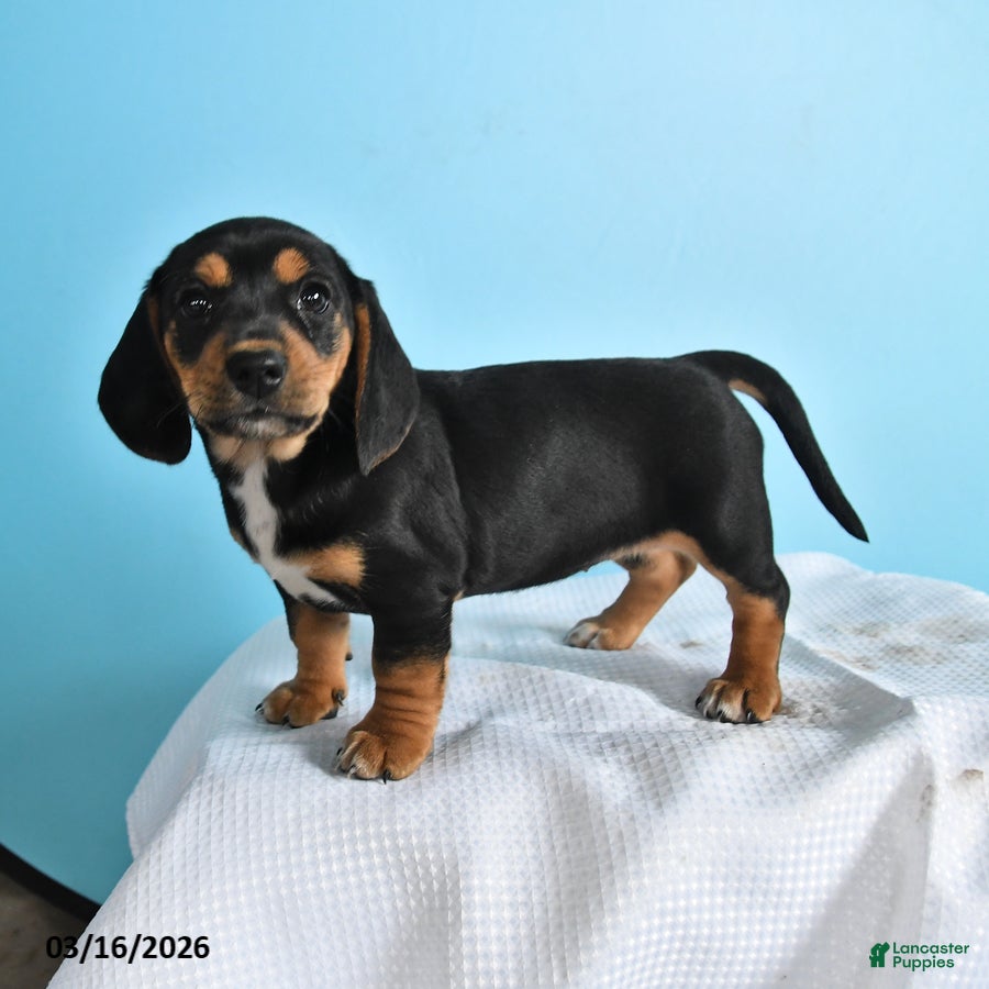 Mixed Breed dogs Luna  - Ad 1
