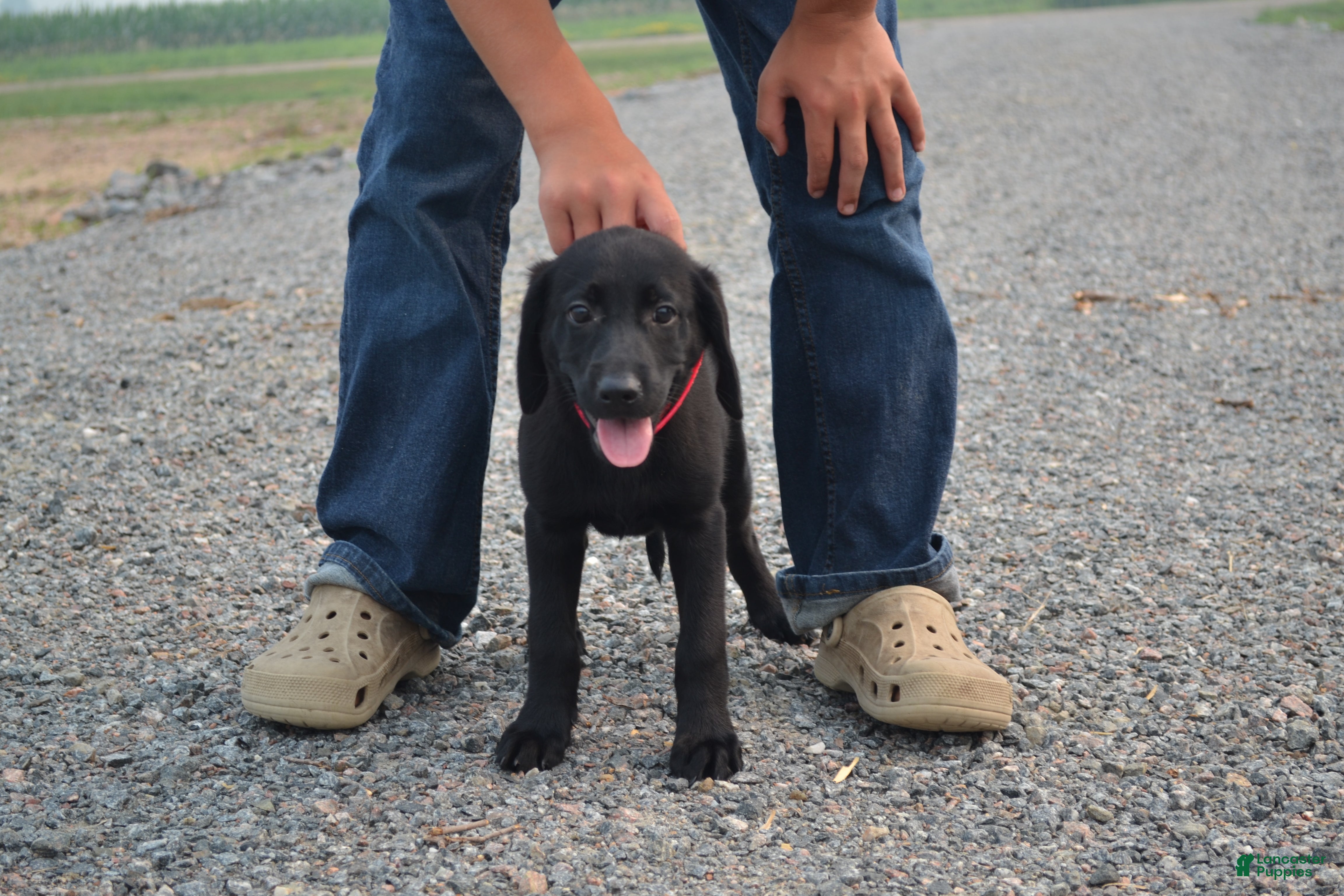 Labrador Retriever dogs Kate - Ad 42