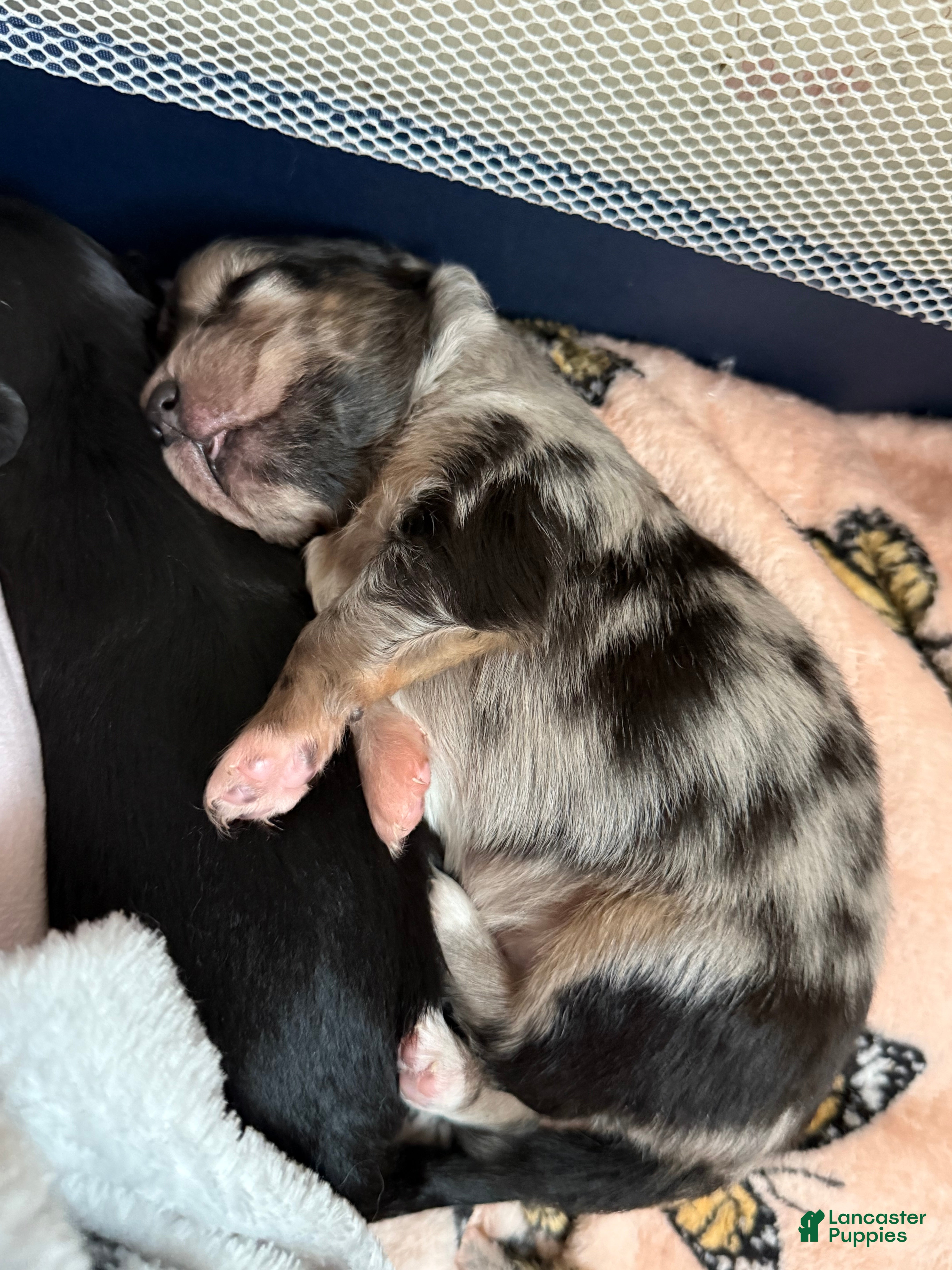 Mixed Breed dogs Chihuahua male black Merle chion chi/Papillion  - Ad 2