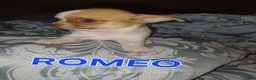 Chihuahua dogs for sale: Chihuahua 1 - Ad 1
