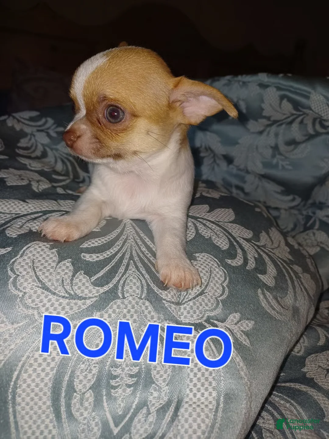 Chihuahua dogs for sale: Chihuahua 1 - Ad 1