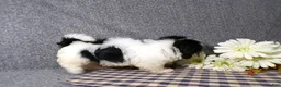 Havanese dogs for sale: Kipper - Ad 3