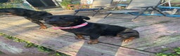 Rottweiler dogs for sale: Princess  - Ad 2