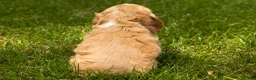 Cocker Spaniel dogs for sale: Henry  - Ad 4