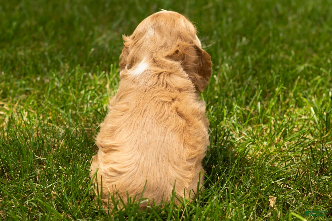 Cocker Spaniel dogs for sale: Henry  - Ad 4