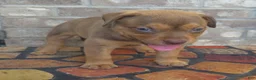 American Bully dogs for sale: "SNOOP DOGG" LILAC TRI COLOR - Ad 3