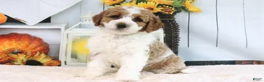 Kloe