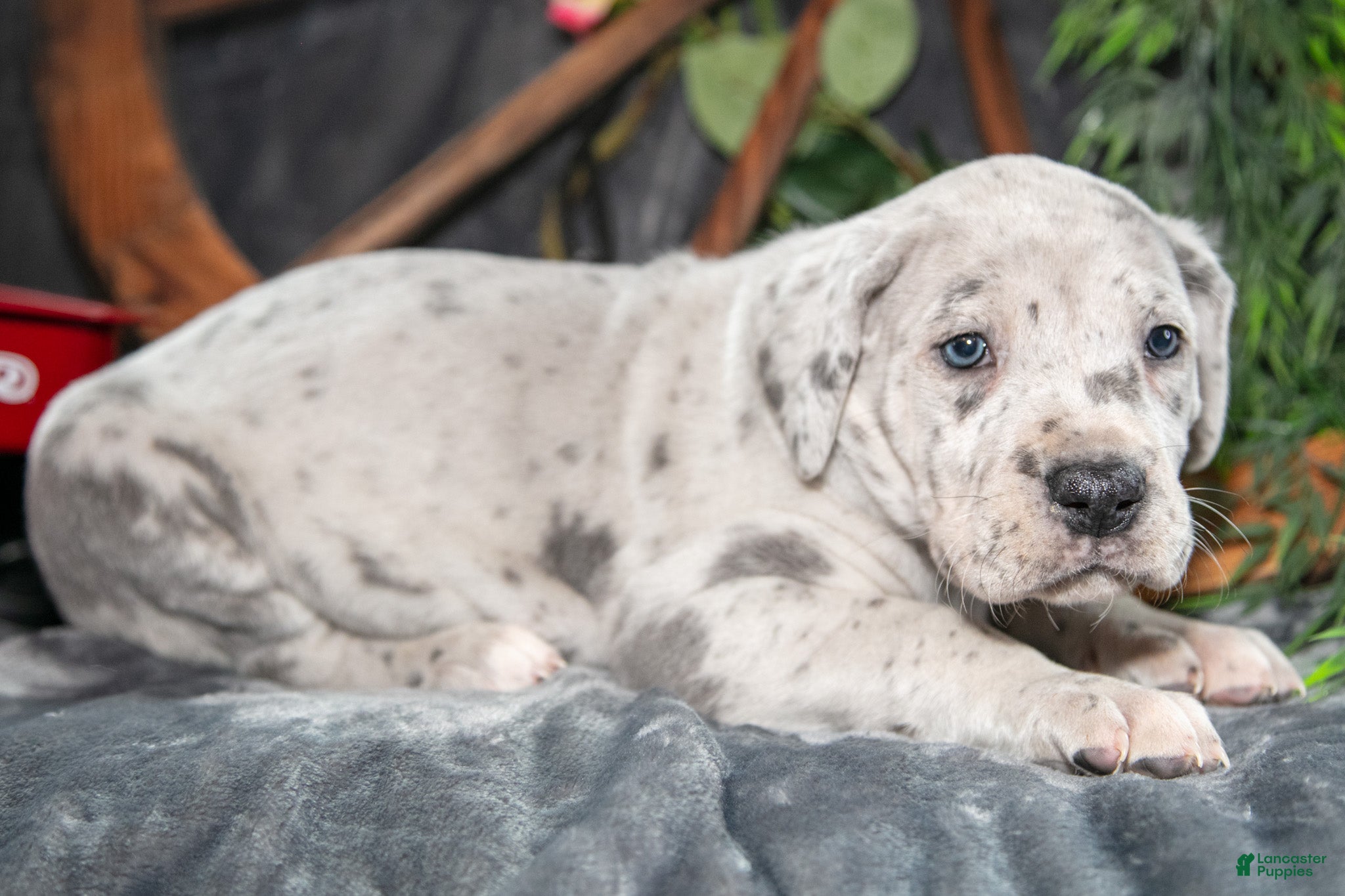 Great Dane dogs Sugar - Ad 2