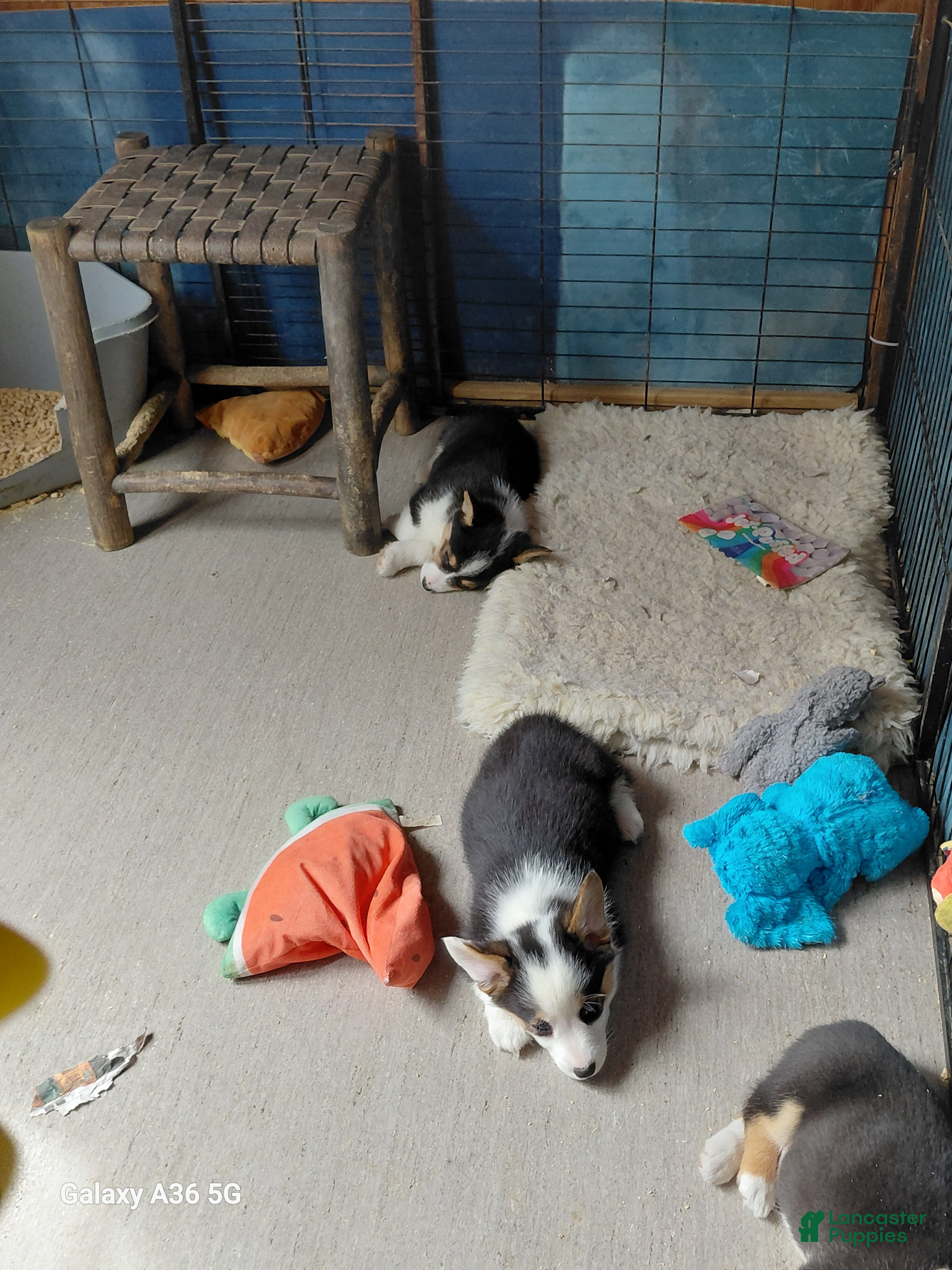 Welsh Corgi Pembroke dogs Picasso - Ad 26