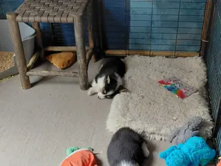 Welsh Corgi Pembroke dogs Picasso - Ad 26