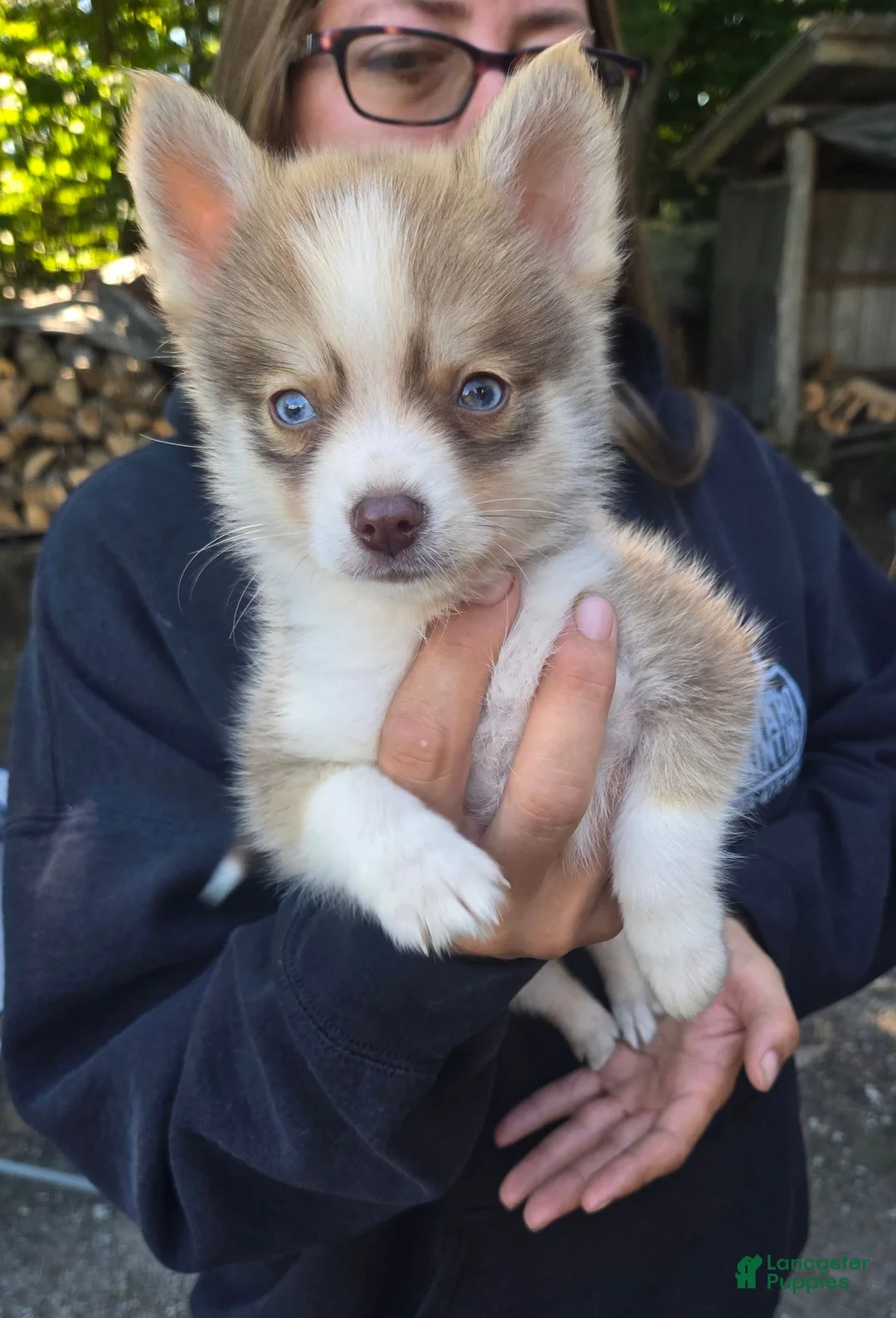 Pomsky dogs for sale: Pomsky/delivery  - Ad 2