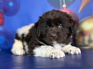 Mixed Breed dogs Stanley OFA - Ad 40