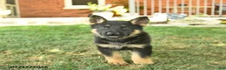 German Shepherd dogs for sale: Trooper  - Ad 4