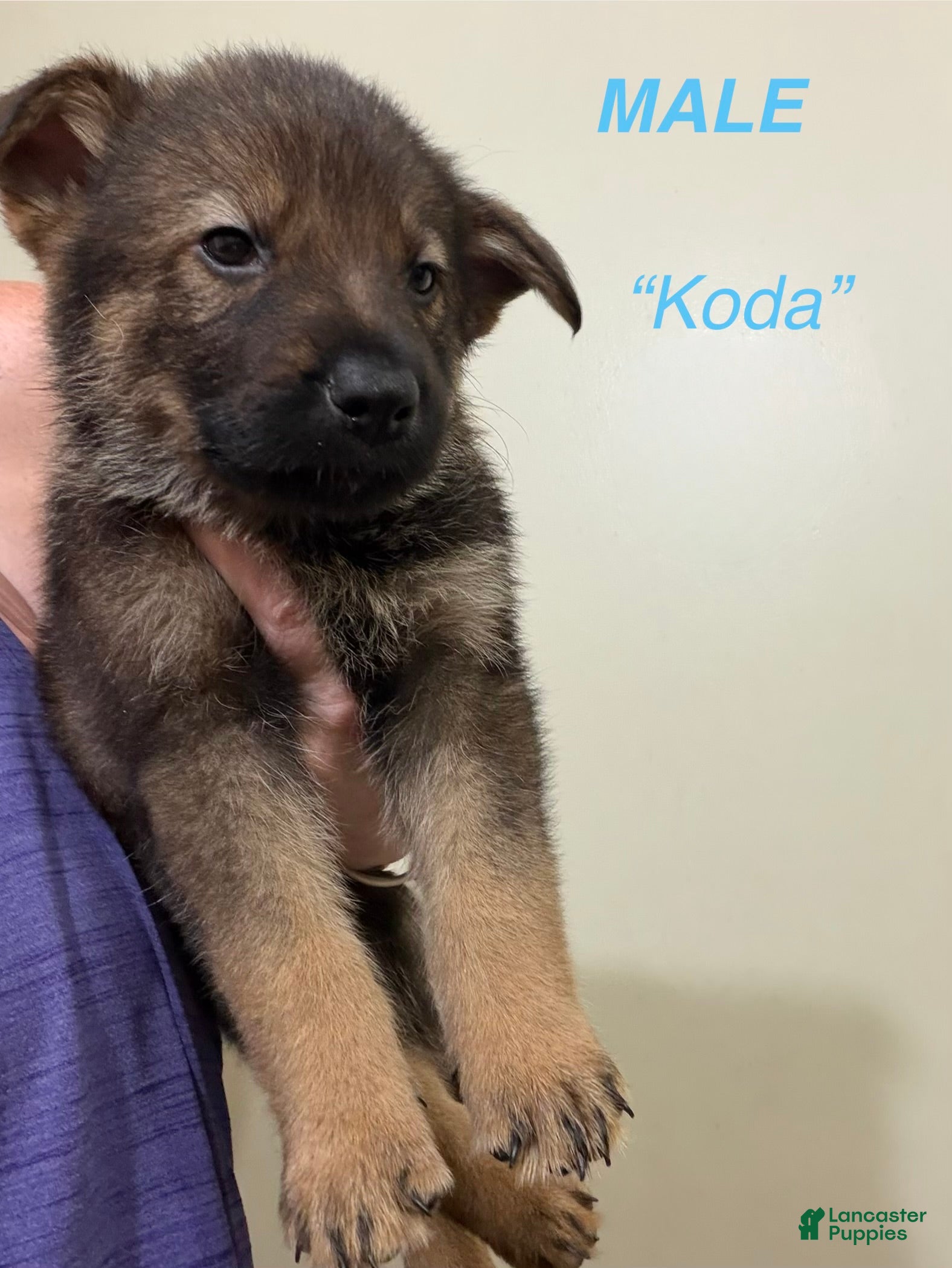 Gerberian Shepsky dogs Koda - Ad 15