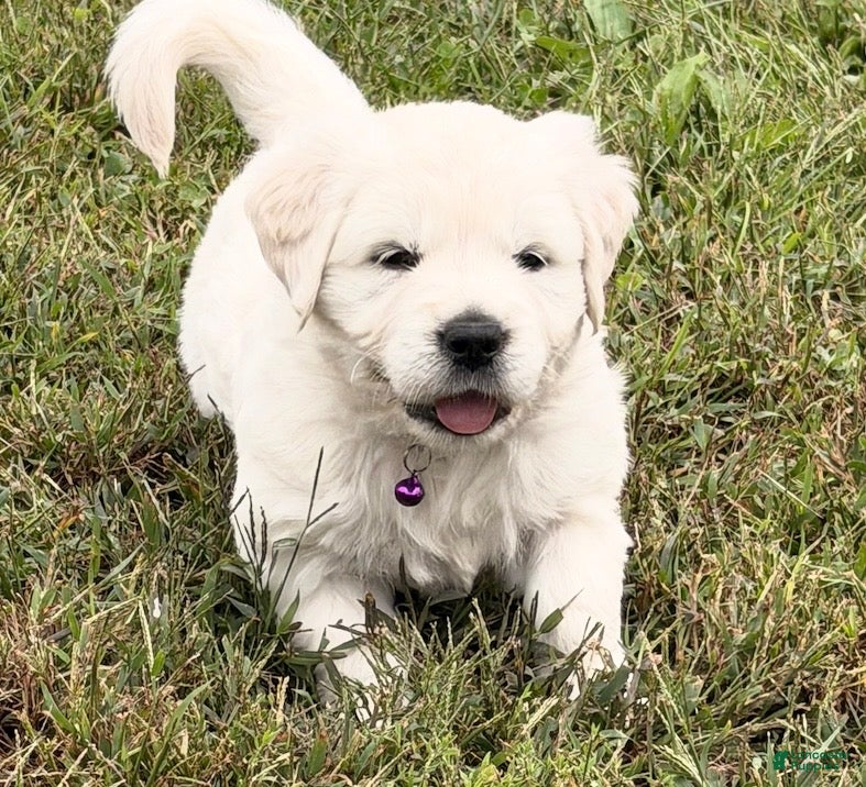 Golden Retriever dogs for sale: Golden Retriever 2 - Ad 2