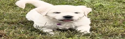 Golden Retriever dogs for sale: Golden Retriever 2 - Ad 1