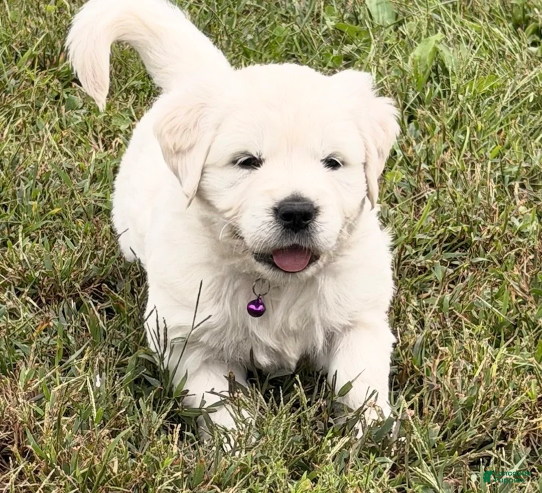 Golden Retriever dogs for sale: Golden Retriever 2 - Ad 1