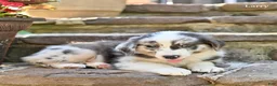 Australian Shepherd dogs for sale: Larry - Ad 5
