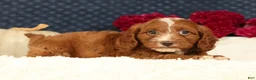 Cavapoo dogs for sale: Stanley - Ad 3