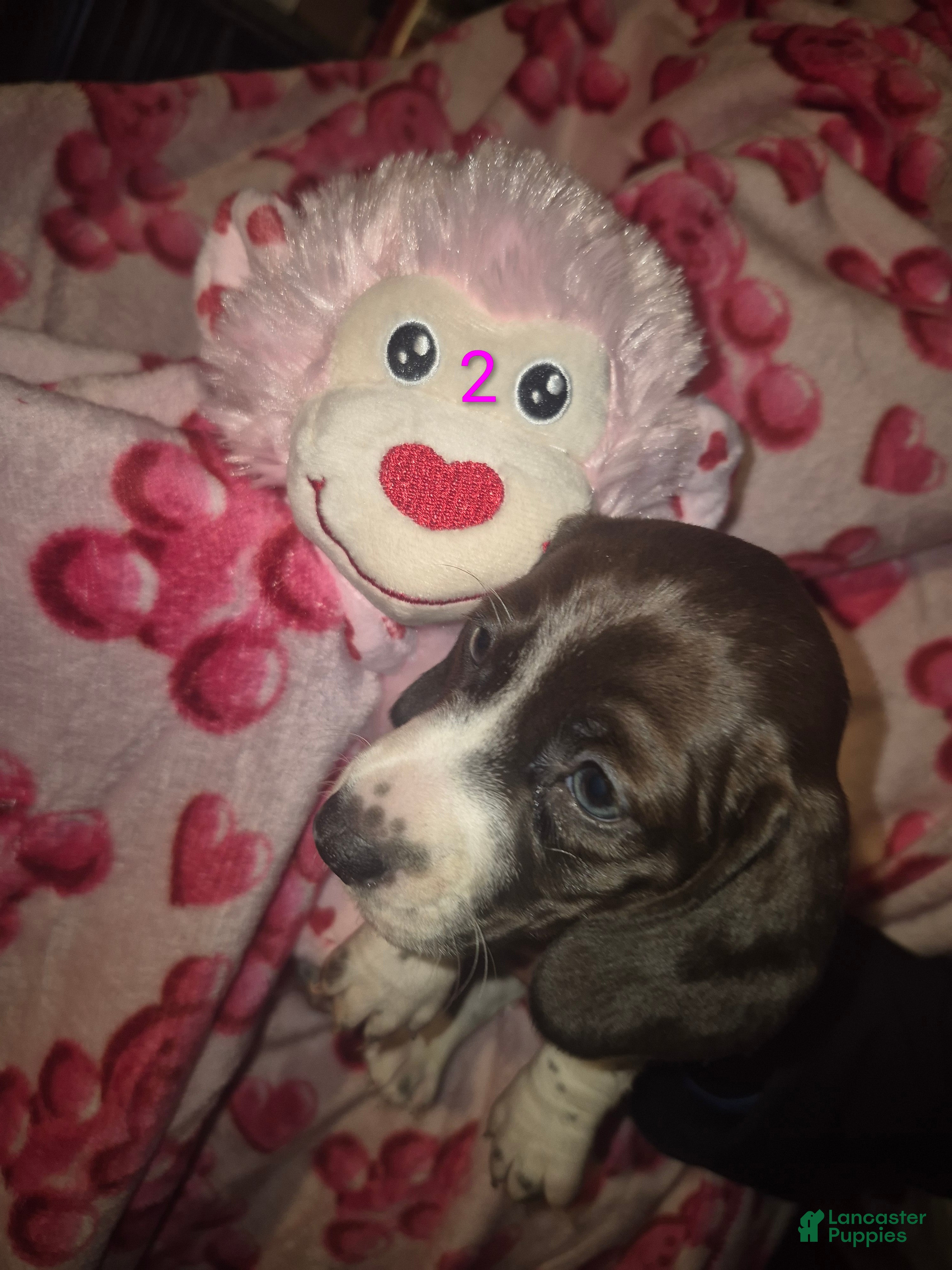 Miniature Dachshund dogs Miniature Dachshund Puppy 5 - Ad 20