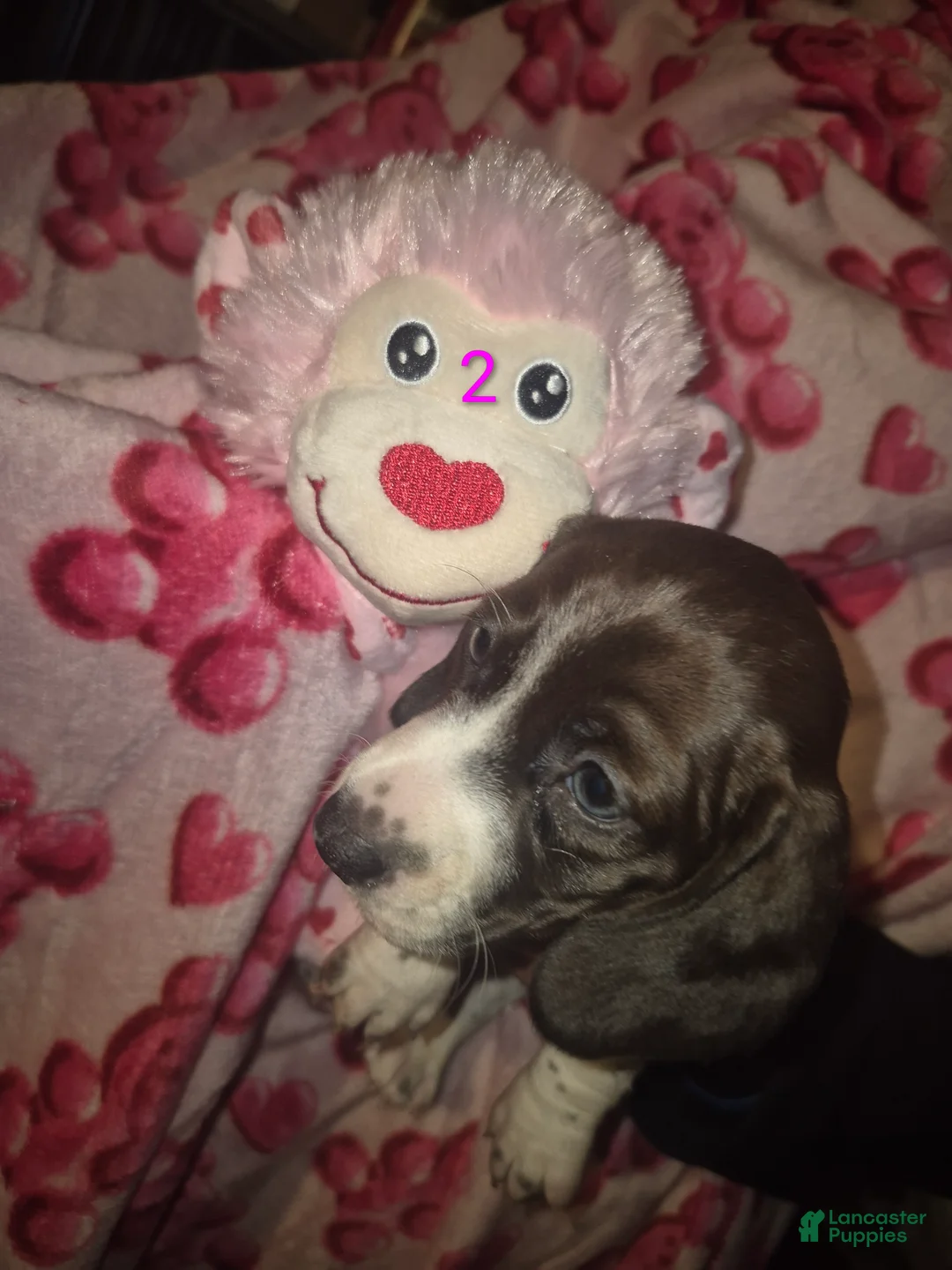 Miniature Dachshund dogs for sale: Miniature Dachshund Puppy 5 - Ad 1