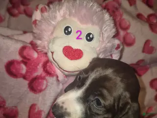 Miniature Dachshund dogs Miniature Dachshund Puppy 5 - Ad 20