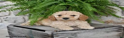 Mini Goldendoodle dogs for sale: Cooper - Ad 3