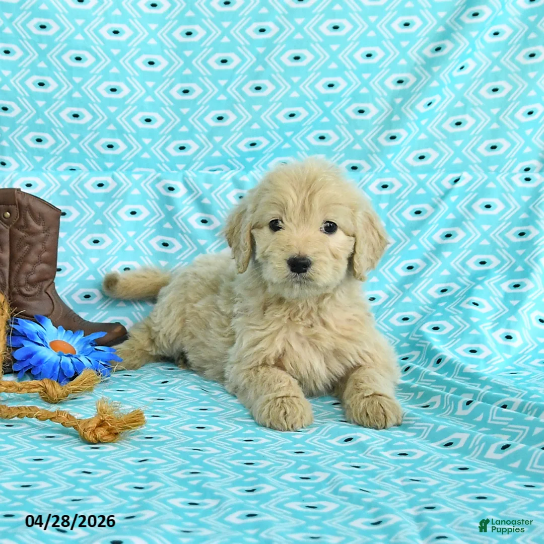 Goldendoodle dogs for sale: Mia  - Ad 5