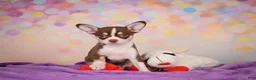 Chihuahua dogs for sale: Gideon - Ad 7