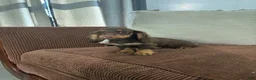Miniature Dachshund dogs for sale: Miniature Dachshund 1 - Ad 5