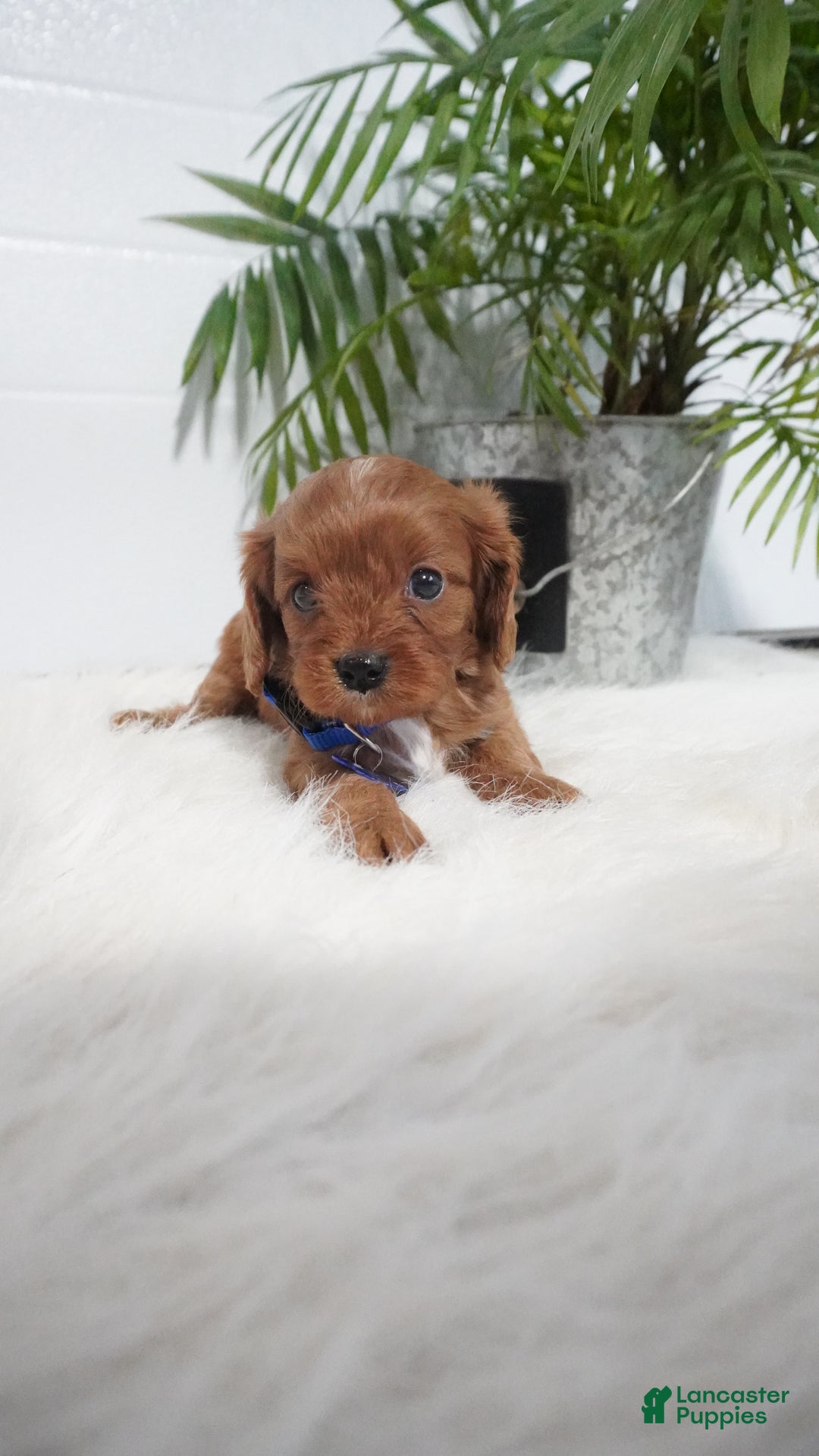 Cavapoo dogs for sale: Beau - Ad 7