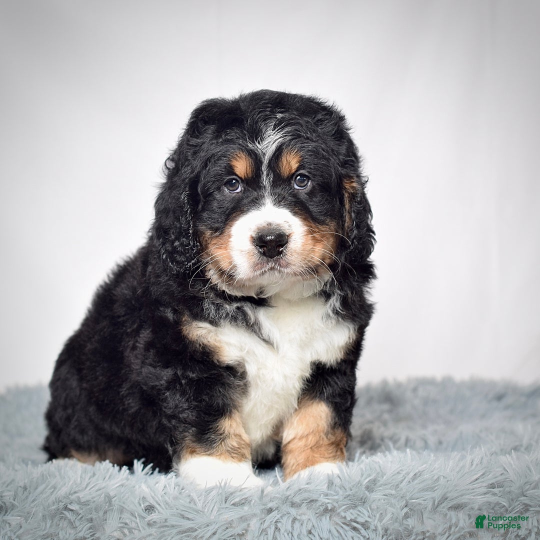 Bernedoodle dogs for sale: Mr. Shane - Ad 2