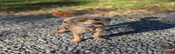Mini Goldendoodle dogs for sale: Ginger - Ad 10