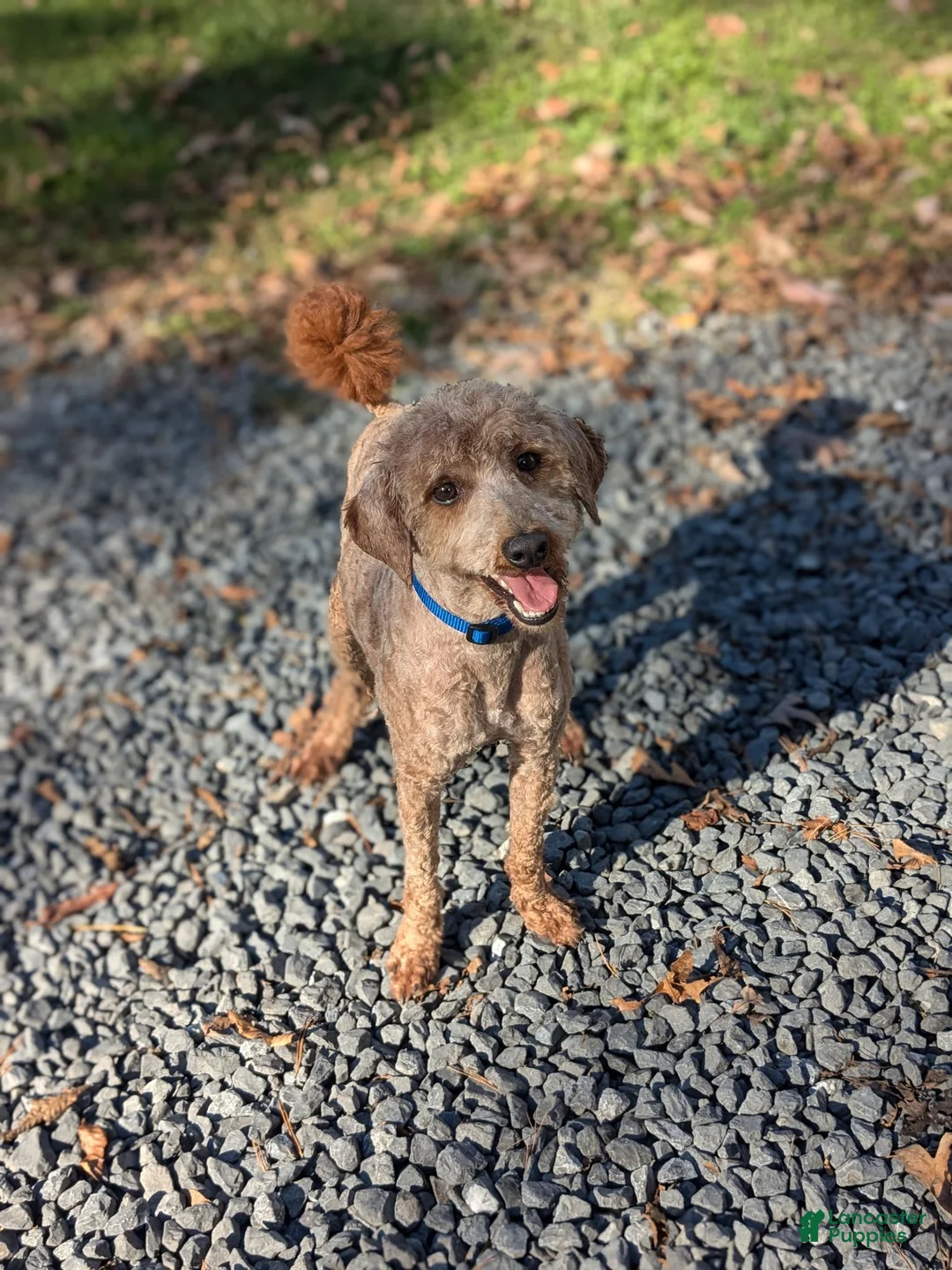 Mini Goldendoodle dogs for sale: Ginger - Ad 10