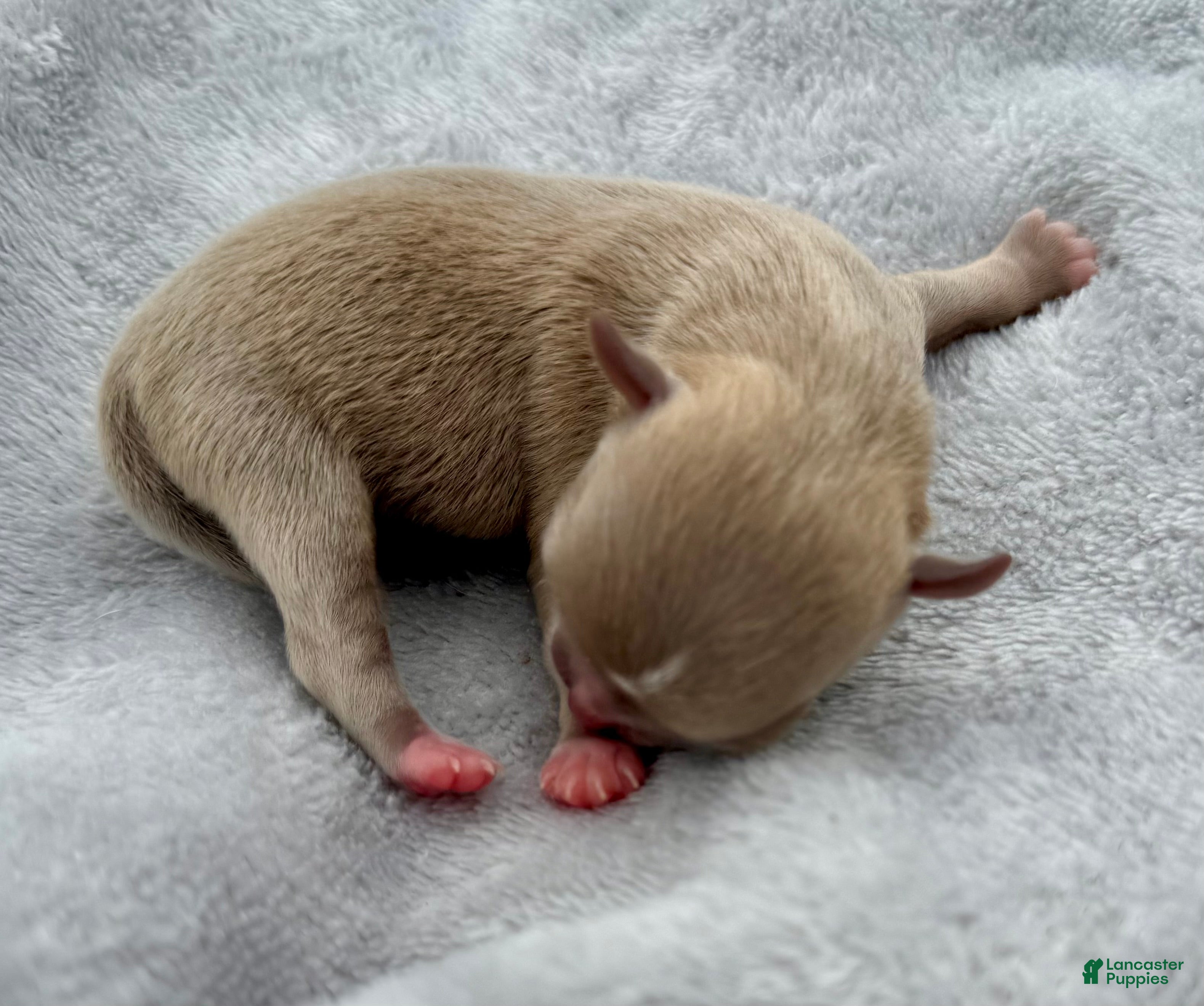 Chihuahua dogs Chihuahua Puppy 1 - Ad 2