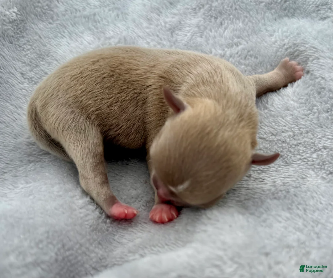 Chihuahua dogs for sale: Chihuahua Puppy 1 - Ad 1