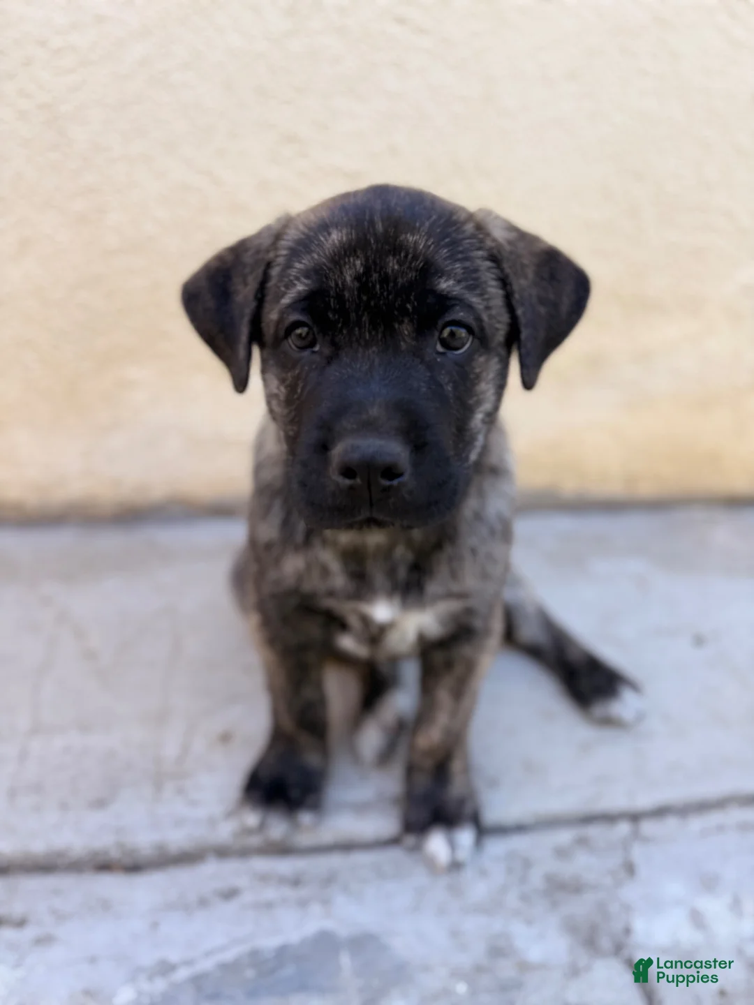 Mixed Breed dogs for sale: Bear - Ad 2