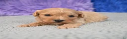 Cavapoo dogs for sale: Cavapoo 5 - Ad 46