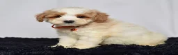 Mini Goldendoodle dogs for sale: Mr. Lenny - Ad 7