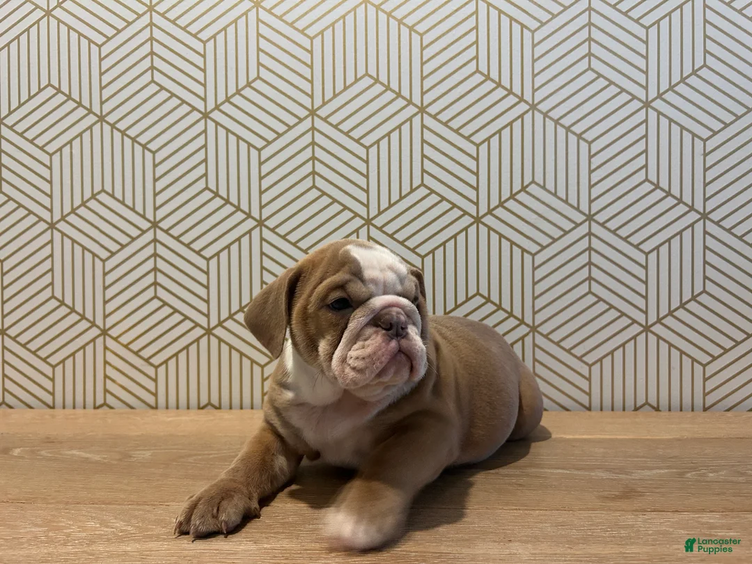 English Bulldog dogs for sale: Poppy - Ad 2