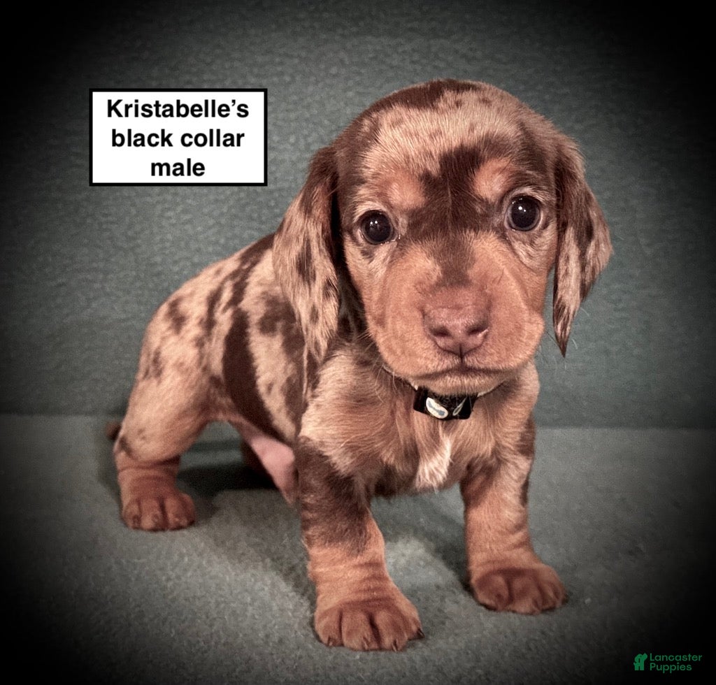 Dachshund dogs AKC Kristabelle's Black Collar Male - Ad 21