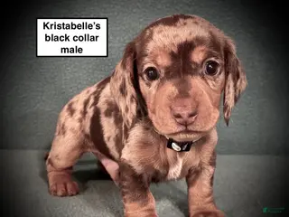 Dachshund dogs AKC Kristabelle's Black Collar Male - Ad 12