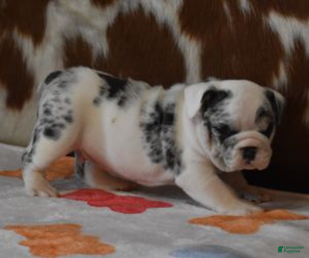 English Bulldog dogs for sale: TANK - Ad 3