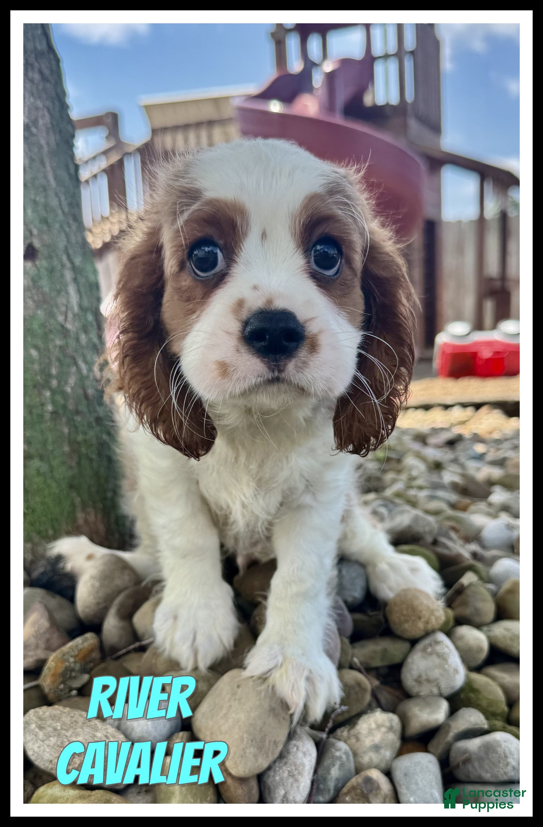 Cavalier King Charles Spaniel dogs River - Ad 1