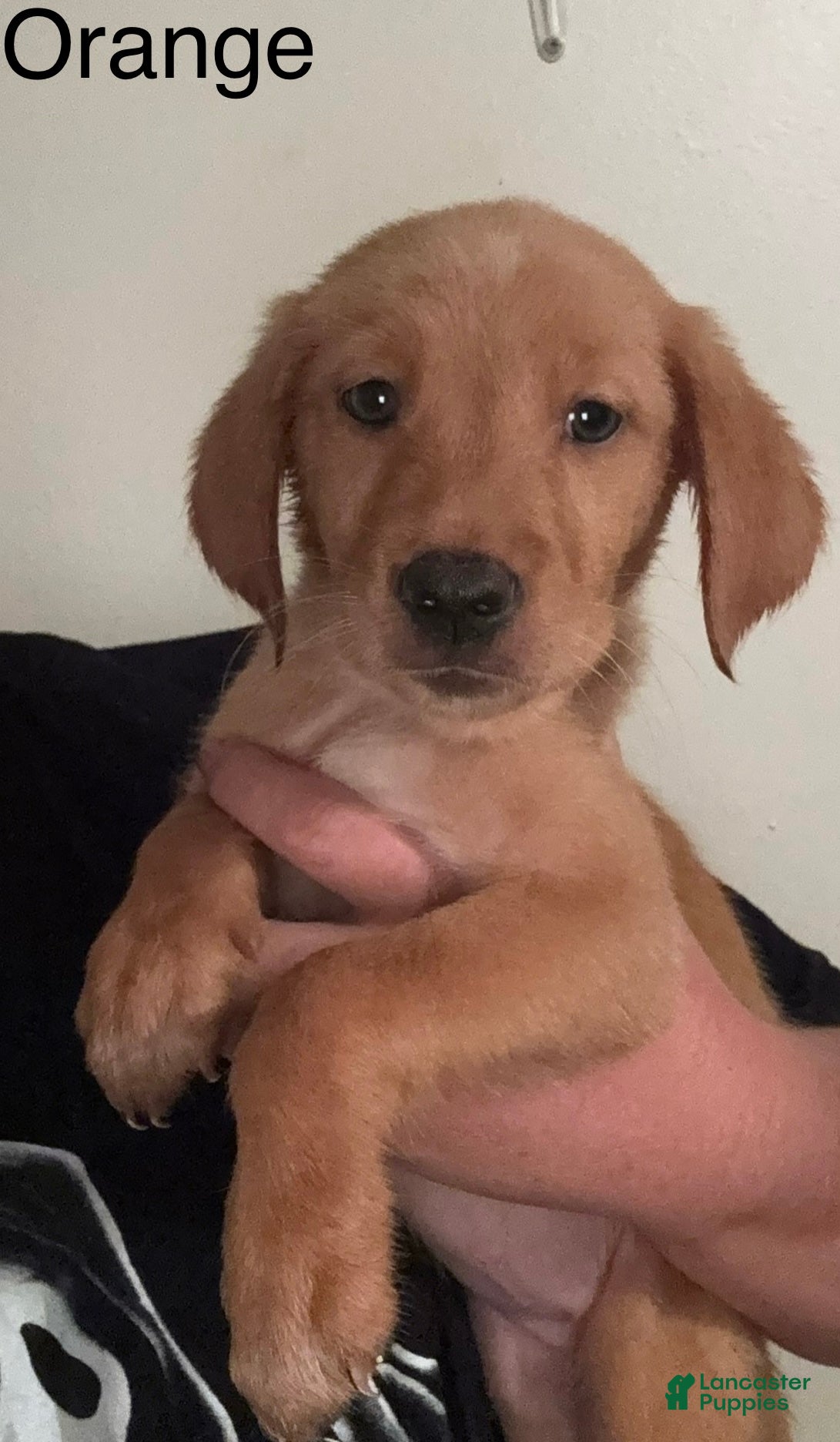 Golden Retriever dogs Orange Golden Retriever 6 - Ad 40