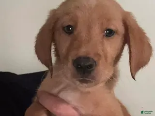 Golden Retriever dogs Orange Golden Retriever 6 - Ad 42