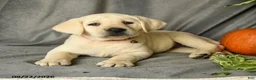 Labrador Retriever dogs for sale: Dianne - Ad 4